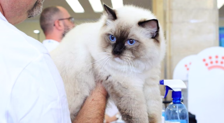 Salonul Felin Internațional SofistiCAT revine la București, săptămâna viitoare