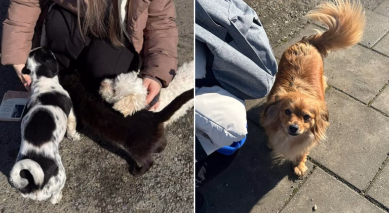 Sterilizări gratuite pentru câinii cu proprietar în Măgurele