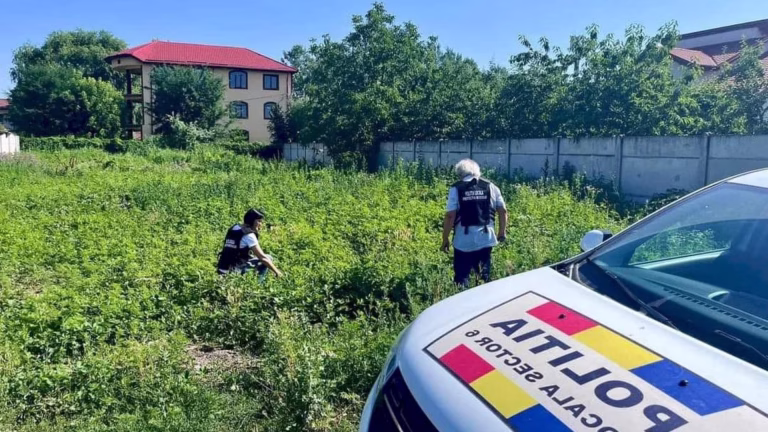 Strategie nouă la PMB pentru combaterea ambroziei