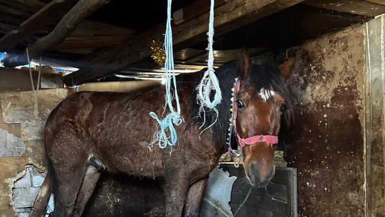 Un bărbat din Ilfov a fost arestat preventiv după ce și-a ucis câinele și-a agresat calul. A mai fost condamnat în urmă cu 5 ani pentru incendierea unui cal