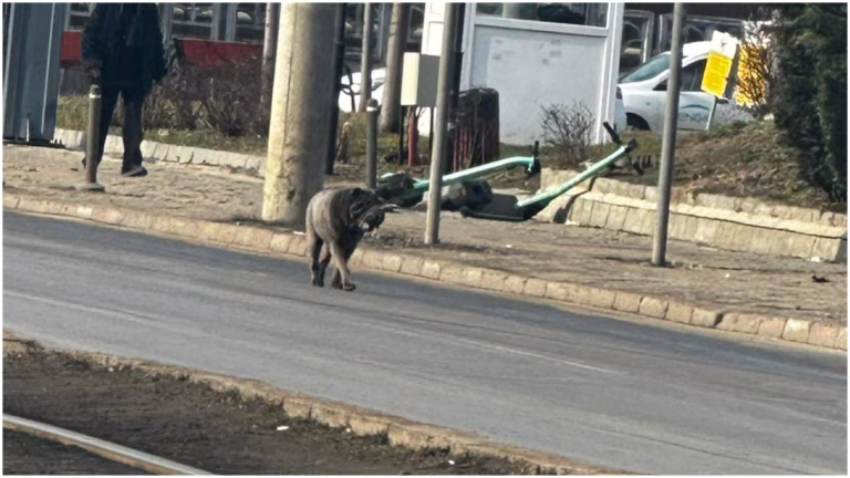 Un cățel din Rahova în căutarea aventurii la Jumbo