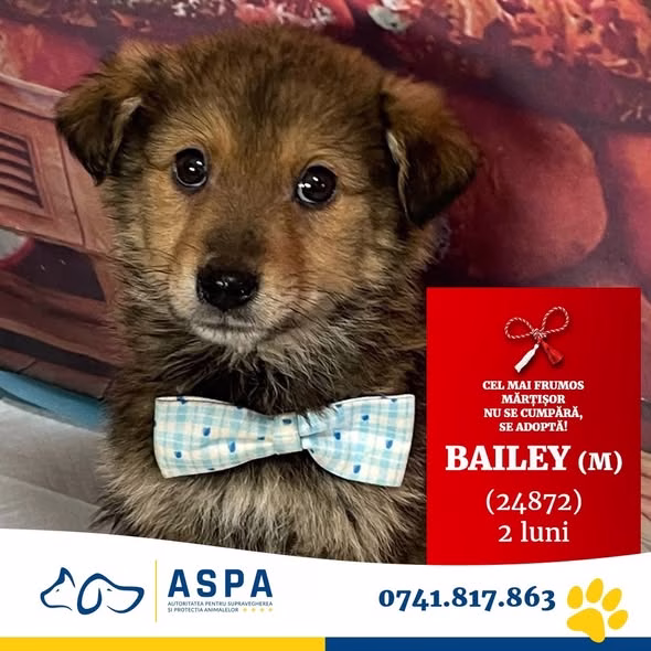 Bailey, cățelușul de 2 luni care te așteaptă la Mihăilești - Bucuresti