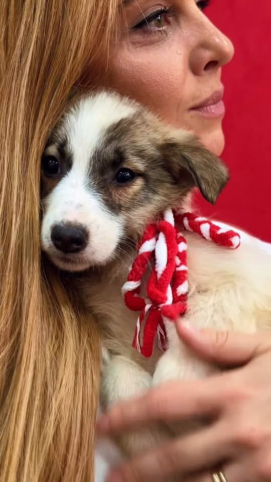Bella, căţeluşa de 4 luni care caută un bucureştean cu inimă mare - Bucuresti