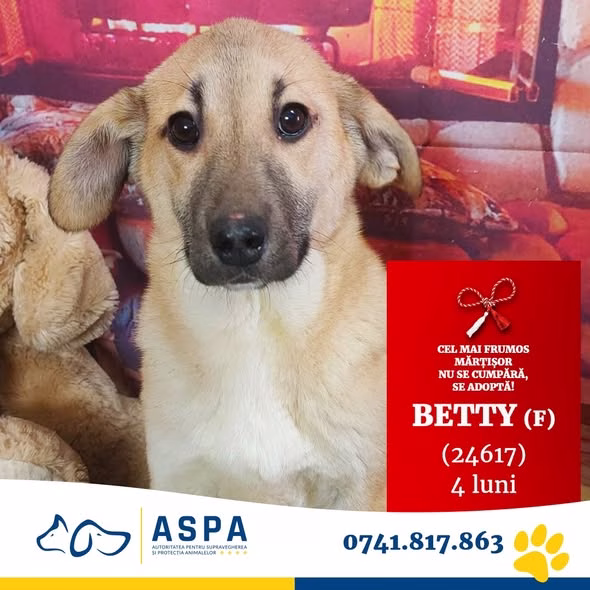 Betty, căței de 4 luni, te așteaptă la ASPA Mihăilești - Bucuresti