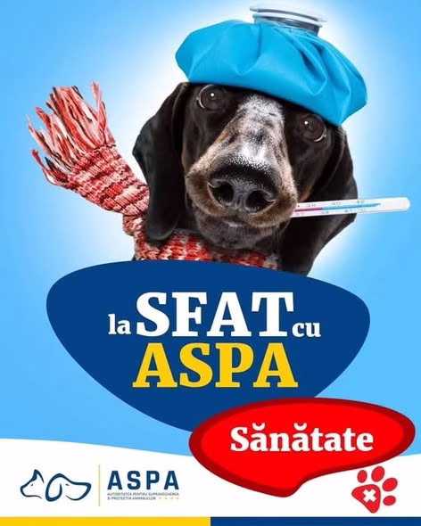 Căpușele s-au trezit: ce trebuie să știi ca să-ți protejezi câinele
