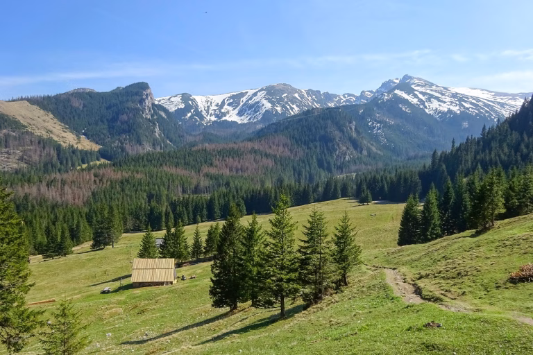 Iartă-mă, Tatra! Cum s-au întors bucureștenii la tramvaie