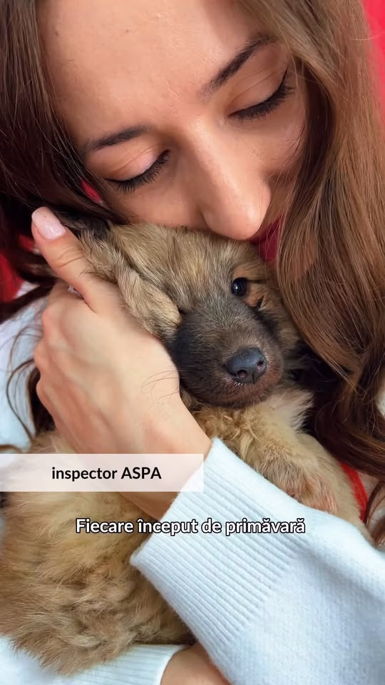 Lola, puiul de 2 luni care te așteaptă la Bragadiru - Bucuresti