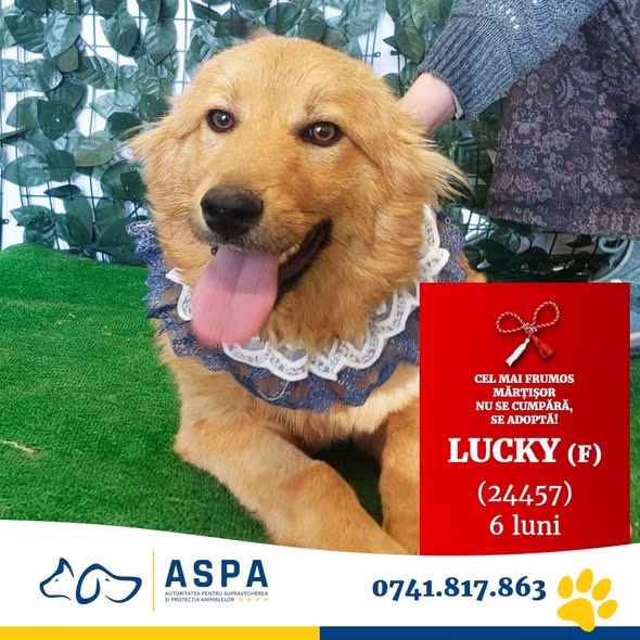Lucky, cățelușa de 6 luni care decide singură când poartă lesă - Bucuresti