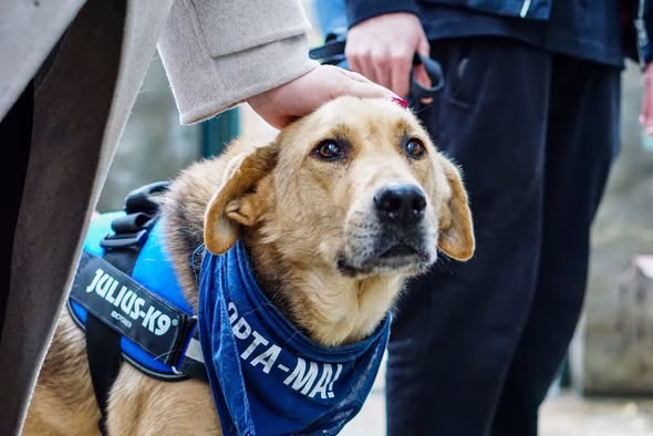 Patru căței de la Odăi caută familie la Pet Expo 2025