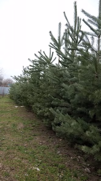 Peste 300 de pini au scăpat din serele aglomerate din Pantelimon