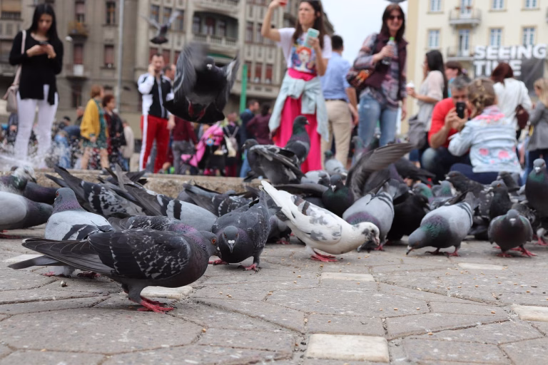 Pinacoteca din Calea Victoriei intră în consolidare