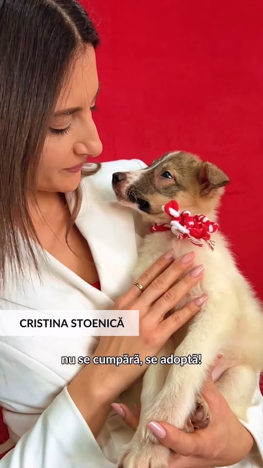 Queen, căței de 4 luni, caută un colț de canapea în București - Bucuresti