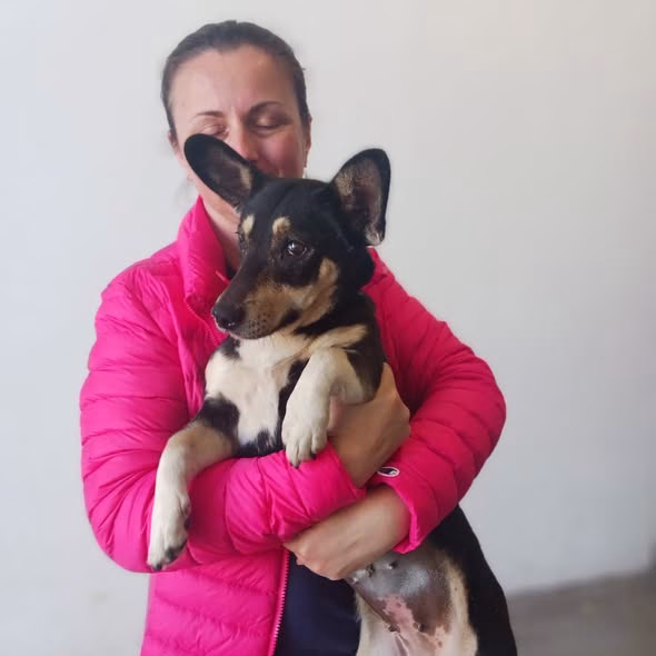 Sterilizări gratuite pentru câini în București, la două clinici - Bucuresti