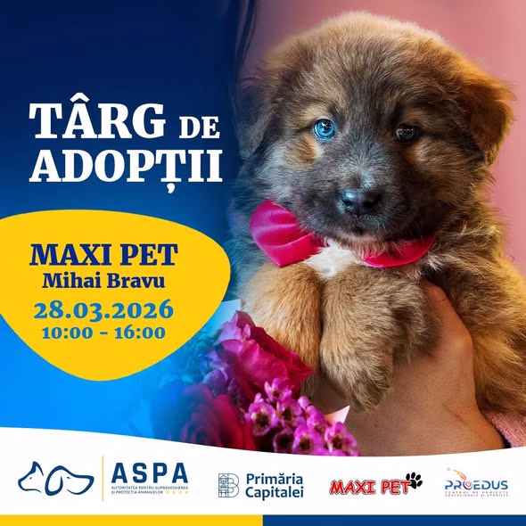 Târg de adopții canine sâmbătă la Maxi Pet Mihai Bravu - Bucuresti