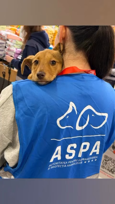 Voluntari și blănoși, la târgul de adopții ASPA