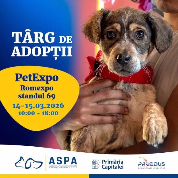Weekend la PetExpo: adopții de căței la Romexpo - Bucuresti