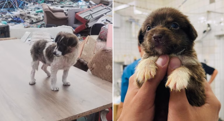 ASPA: Intervenții pentru salvarea câinilor abandonați în București