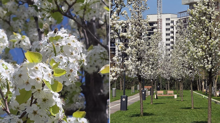 Cireșii japonezi din parcul Tudor Arghezi înfloriți, o frumusețe de admirat