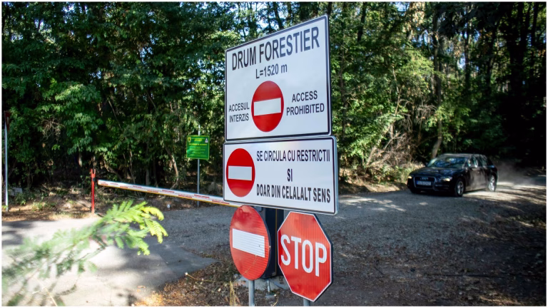 Decizie importantă în Pădurea Băneasa: Romsilva reziliază contractul pentru drumul forestier către Greenfield