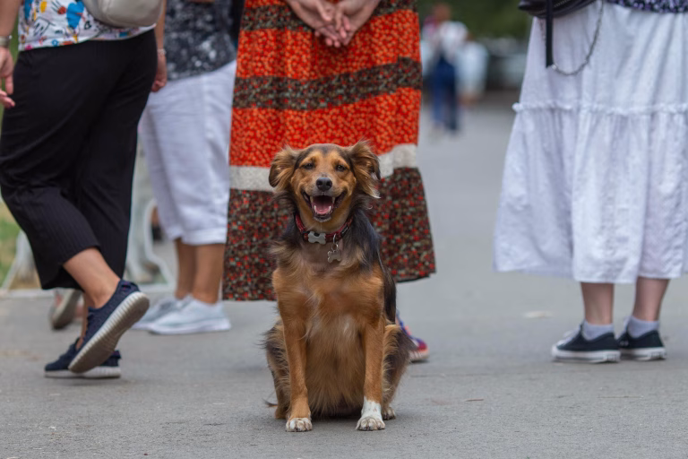 Două târguri de adopții sunt organizate, luna aceasta, la Circul Metropolitan din București. Vor avea loc și ateliere pentru copii