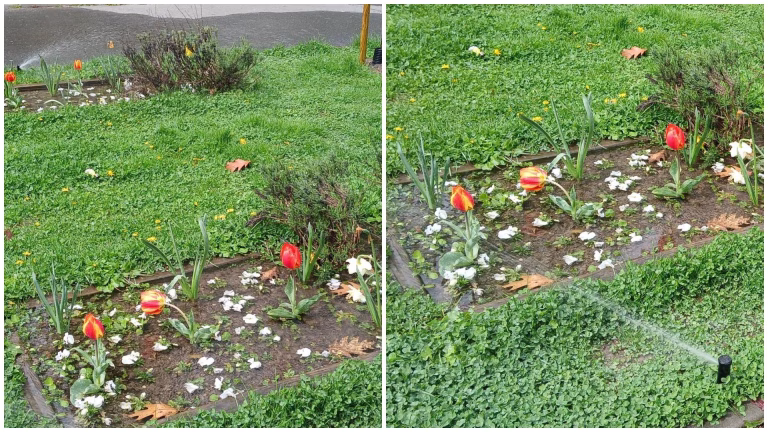Florile din Parcul Floreasca, afectate de stropitori: o bucureșteancă avertizează