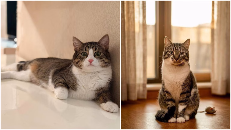 Pixel și Leo, doi motani inseparabili, își caută o familie în București