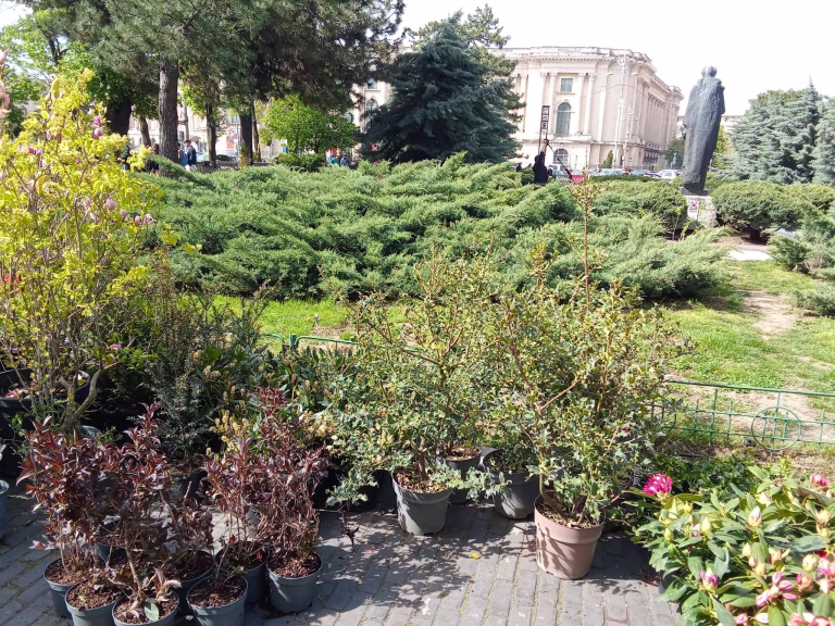 Plantări în Grădina Ateneului: Aproape 500 de exemplare de arbori, arbuști și plante perene