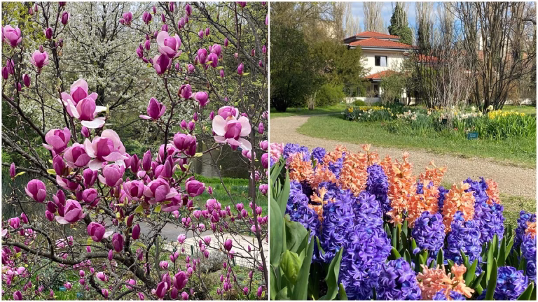 Primăvara înfloritoare la Grădina Botanică din București