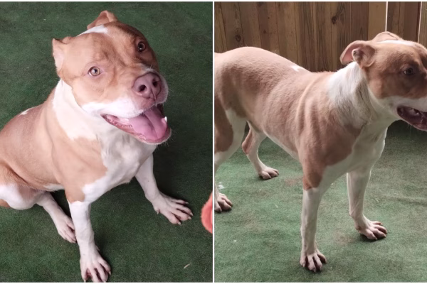 Simba, un cățel plin de energie, caută o familie iubitoare în București