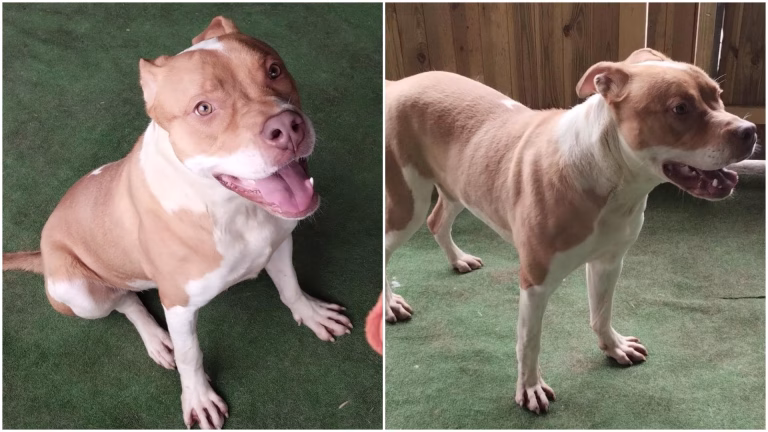 Simba, un cățel plin de energie, caută o familie iubitoare în București