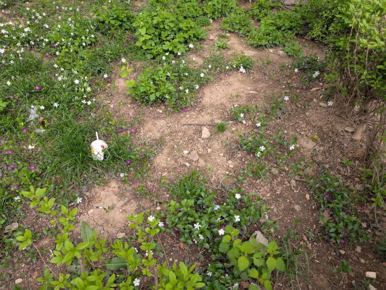 Starea deplorabilă a rulourilor de gazon din Sectorul 2