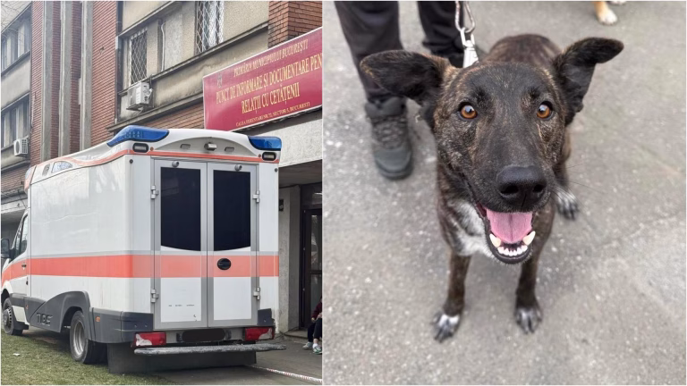 Sterilizări gratuite pentru câinii de rasă comună în București
