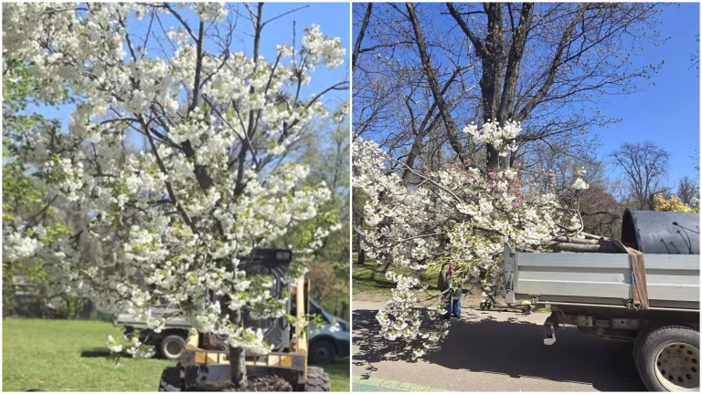 Un cireș japonez deosebit a fost plantat în Grădina Japoneză a Parcului Herăstrău
