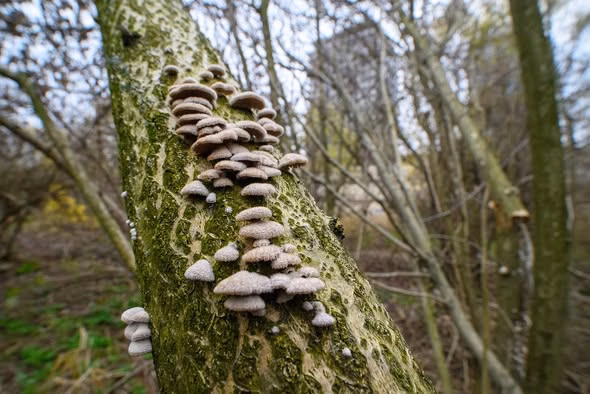 Ciupercile din Văcărești: viața ascunsă a parcului toamna - Bucuresti
