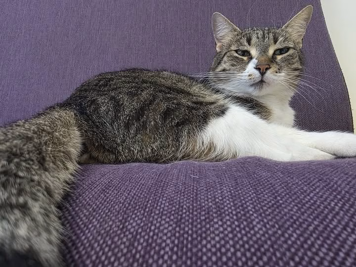 Jessy, pisica de la Primărie, s-a întors pe Instagram