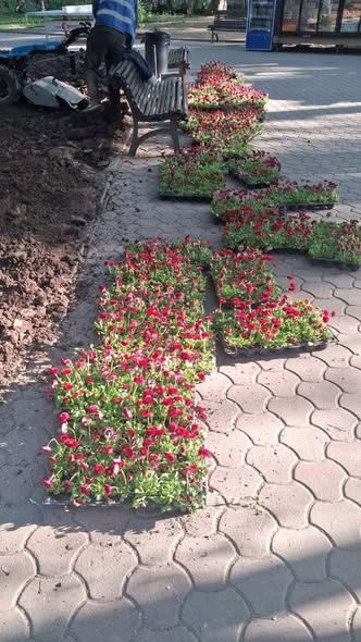 Șoseaua Mihai Bravu capătă alveole noi pentru copaci - Bucuresti