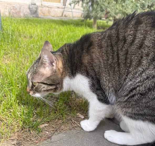 Weekend de primăvară în Sectorul 6, cu aprobare de la pisică - Bucuresti