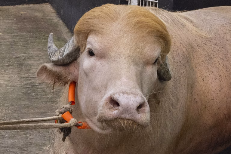 Bivolul „Donald Trump”