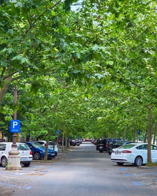 Caniculă peste 40°C, dar Sectorul 3 are 100.000 de copaci - Bucuresti