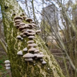 Ciupercile au invadat Parcul Văcărești după ploile de toamnă