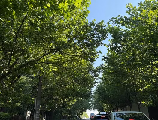 Coridoare verzi în Sectorul 3: umbră la semafor, aer mai curat