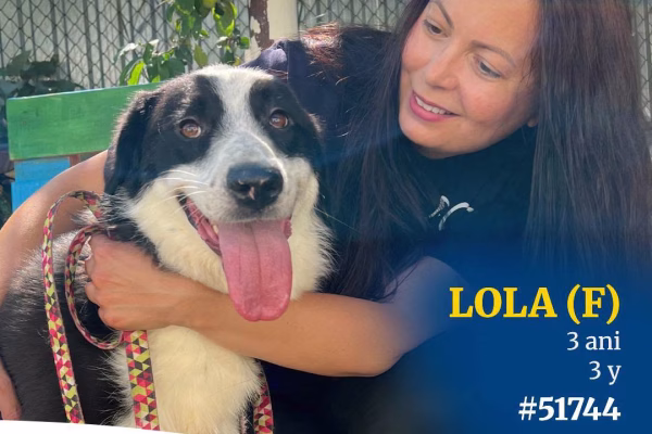 Lola își caută familie la ASPA Bragadiru