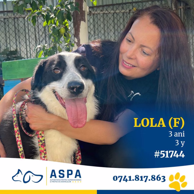 Lola își caută familie la ASPA Bragadiru