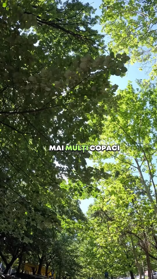 De ce plantează Sectorul 3 atât de mulți copaci