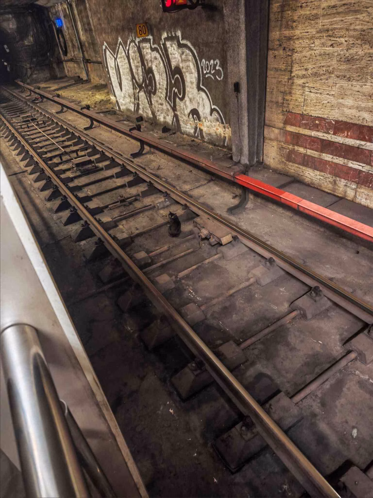 O pisică trăiește de 4 ani în tunelul metroului la Titan