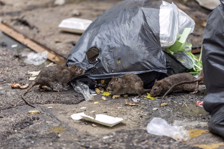 Șobolani prin baloturi și băi: alertă de rozătoare în Capitală