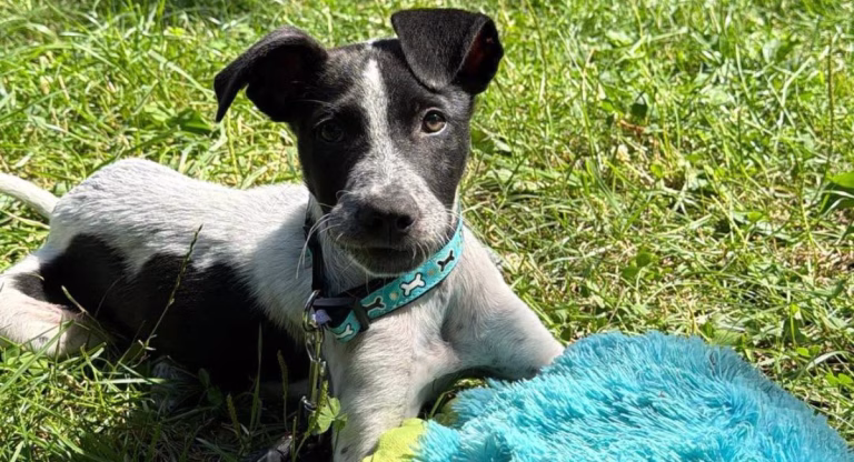 Târg de adopții cu căței și pisici, pe 8 august, în Parcul Carol