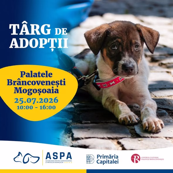 Weekend cu blană: 25 de căței caută stăpâni la Mogoșoaia - Bucuresti