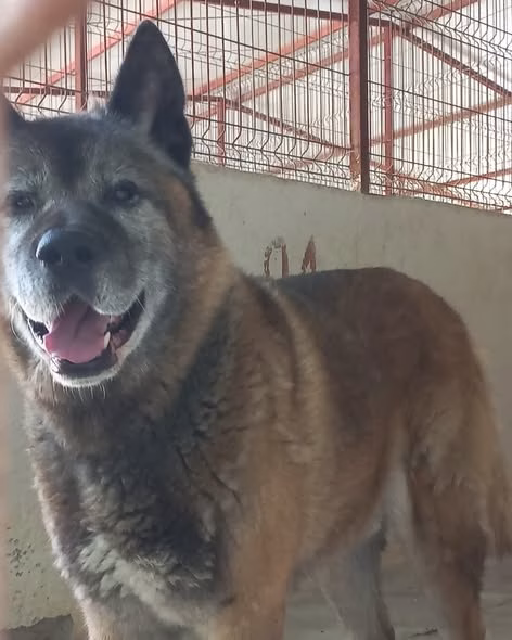 Adoptă un cățel la distanță, prin Primăria Sectorului 2 - Bucuresti