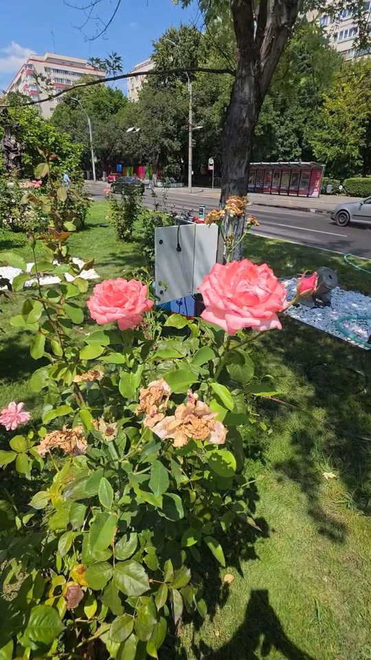 Canicula la Sectorul 4: apă pentru străzi, apă pentru copaci - Bucuresti